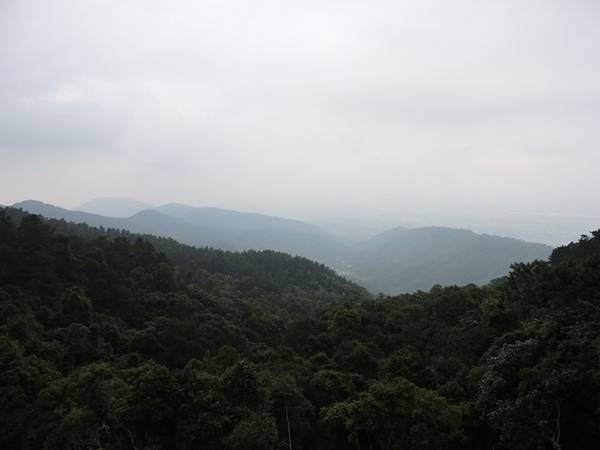 Xuống thác Bạc, bạn được về với khu rừng nguyên sinh trù phú. Ở đây, khí hậu mát mẻ, cây rừng xanh tốt rậm rạp, với hệ sinh thái phong phú: chim rừng, sóc, cheo cheo… 