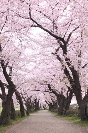 Nhật Bản mùa hoa anh đào: Vào mùa xuân, khi những cây anh đào khắp nơi trên đất nước mặt trời mọc bung trổ khoe sắc chính là lúc phong cảnh ở đây đẹp nhất. 