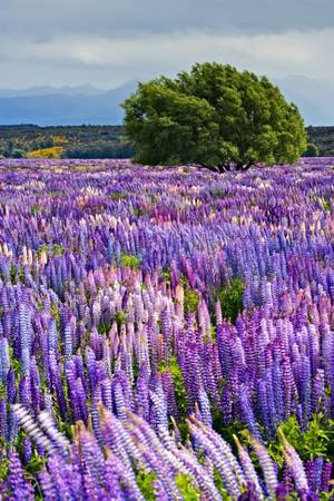 Công viên quốc gia Fiordland, New Zealand: Hàng năm vào cuối tháng 11, đầu tháng 12, những cánh đồng hoa Russell Lupins tím ngắt lại nở rộ khắp hòn đảo phía nam New Zealand. Một trong những nơi đẹp nhất là ở công viên quốc gia Fiordland. 