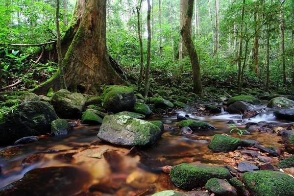 Taman, Malaysia là một trong số ít những công viên có diện tích lớn trong khu vực. Trải dài hơn 4.000 km2 thuộc ba tiểu bang của Malaysia, đây là nơi sinh sống của rất nhiều động thực vật quý hiếm, ví dụ như hổ Mã Lai và heo vòi. Đây là lý do tại sao những người đam mê leo núi và những người yêu động vật thường xuyên ghé thăm Vườn quốc gia Taman Negara. Nơi này cũng nổi tiếng với những lối đi dưới tán cây dài khoảng 500 m xuyên công viên.
