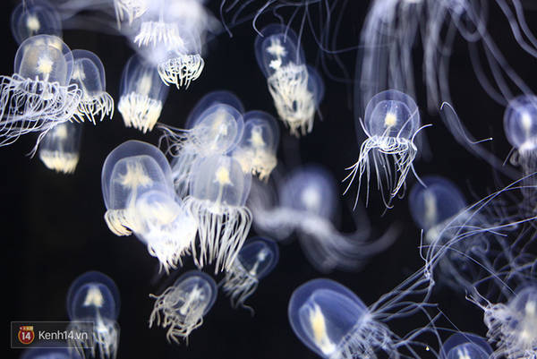 Những chú sứa xinh đẹp ở vùng biển Nhật Bản.