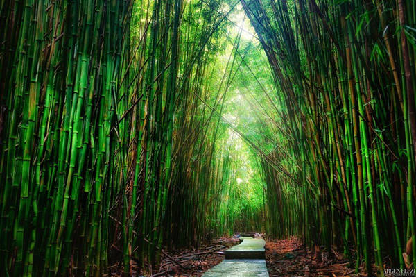 Đây là một trong những tuyến đường chứa thú vị nhất băng qua vườn quốc gia. Du khách đi bộ sẽ có dịp tận hưởng những cảnh đẹp nhất Hawai, đó là khu rừng nhiệt đới rậm rạp với nhiều hang động, thác nước, rừng tre...