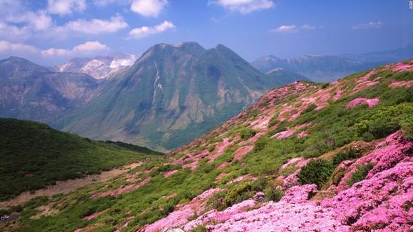 Dãy núi Kuju được bao phủ bởi các thảm hoa đỗ quyên màu hồng rực rỡ. Đây là một trong những điểm đến phổ biến với khách du lịch thích leo núi, hay đi bộ đường dài, ngắm cảnh đẹp đến ngỡ ngàng của hòn đảo Kyushu. 