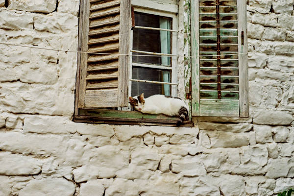 Đến hình ảnh chú mèo ngủ trên cửa sổ đều mang đến một nét bình yên.