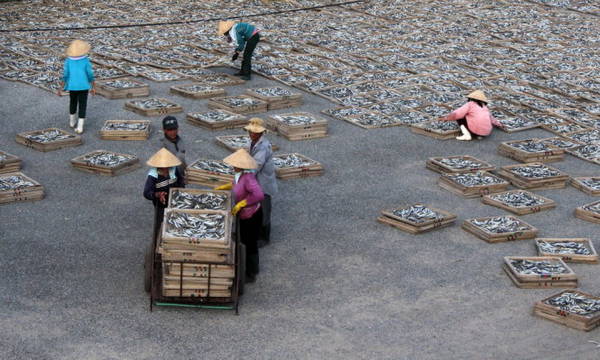 Thu, xếp cá từ sân phơi ở cửa Việt - Ảnh: NINH NGUYỄN