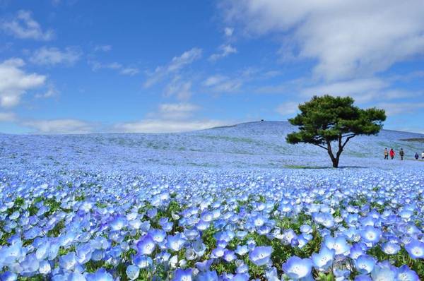 Nemophila hay còn gọi là hoa mắt xanh, là loài hoa biểu tượng của tỉnh Ibaraki, nằm về phía đông bắc thủ đô Tokyo. Hoa được trồng khắp các ngọn đồi trong công viên Hitachi và nở rộ vào mùa xuân, khoảng tháng 4. Phí vào tham quan công viên là 410 yen (gần 90.000 đồng).