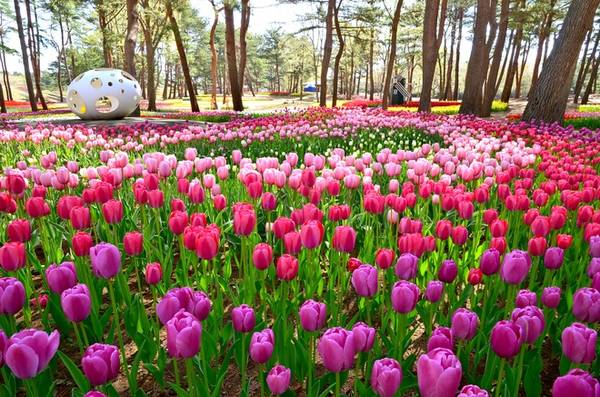 Cũng vào mùa xuân, tại khu vực rừng thông là thảm hoa hoa tulip đua nhau khoe nở. Với cối xay gió và hơn 100 loài tulip khác nhau, khu vực này khiến nhiều du khách liên tưởng như đang lạc giữa công viên Keukenhof nổi tiếng của Hà Lan.
