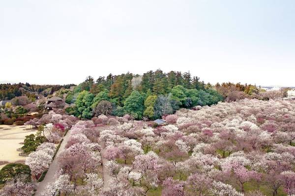 Công viên Kairakuen là khu vườn Nhật nằm ở thành phố Mito, mở cửa miễn phí cho công chúng tham quan. So với các điểm khác, công viên nổi tiếng nhất với 3.000 cây mơ nở hoa trắng muốt suốt dịp tháng 2 đến tháng 3. Mùa hè nơi này phủ màu xanh mướt của cây cỏ, đặc biệt là khu rừng trúc mát rượi. Nằm giữa công viên là ngôi nhà Kobuntei có kiến trúc gỗ 2 tầng, nhìn ra xung quanh, giá vé vào khu nhà này là 200 yen (gần 44.000 đồng).