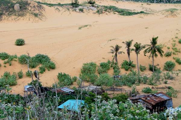Giữa sa mạc cát nóng cháy da người, đâu đó vẫn có loài cây vươn mình trong cái nắng, cái gió khắc nghiệt để làm đẹp, tô điểm cho một vùng đất khô cằn. 
