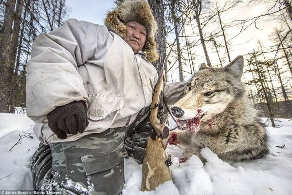 Ở một trong những vùng lạnh nhất thế giới, số lượng sói tăng vọt đã khiến người dân gặp nhiều khó khăn trong việc bảo vệ vật nuôi. Trong ảnh, Ion Maxsimovic đang nâng đầu một con sói anh vừa bắn hạ. 