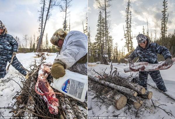 Con sói sẽ đông đá khoảng 2 tiếng sau khi chết. Chúng được rã đông và lột da. Bộ da sói được đưa tới nhà máy Sakha Bult ở Yakutsk. Dyachkovsky chất thêm gỗ trong lúc Ion Maxsimovic rưới dầu hòa vào. Xác con sói được đặt lên trên và thiêu cháy. 