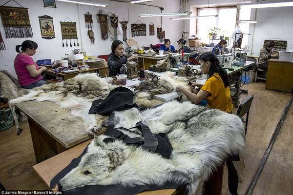 Những người phụ nữ sơ chế da sói ở nhà máy Sakha Bult trước khi chúng được chuyển đi làm thành quần áo và thảm.