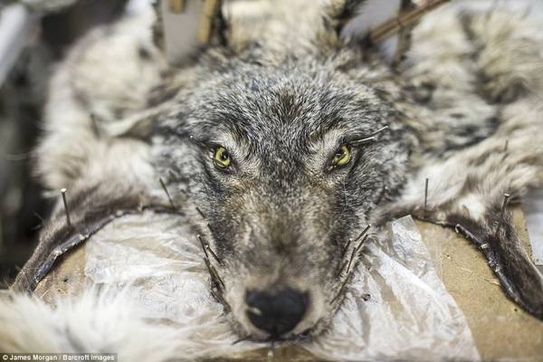 Một bộ da sói ở nhà máy Sakha Bult, Yakutsk. Các bộ da thích hợp sẽ được dùng làm quần áo và thảm. 