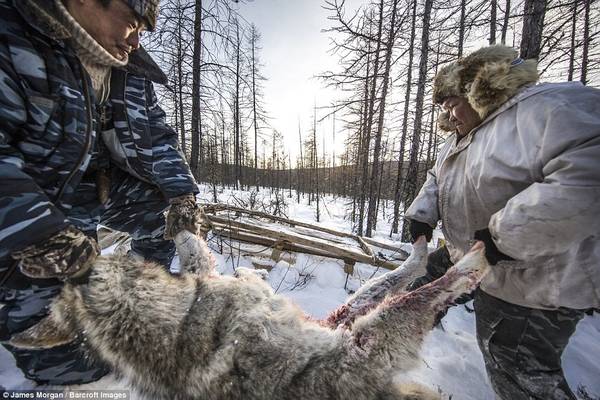 Một con sói mới bị bắn được chất lên xe kéo. Con sói đực trưởng thành trung bình nặng khoảng 40-45 kg. 