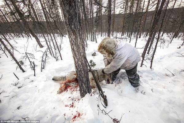 Sau khi bắn chết con sói, Ion Maxsimovic gỡ bẫy ra và đưa con sói lên xe. Nhiều con đã tự cắn đứt chân mình để thoát ra.