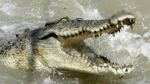 Cá sấu nguy hiểm nhất khi tấn công con mồi gần bờ. Ảnh: AP.