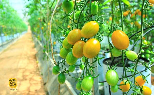 Cà chua bi sạch và có thể ăn thỏa thích tại vườn. 