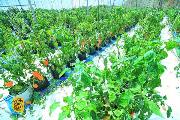 Những loại rau củ quả được trồng trong nhà kính, hoàn toàn cách ly với môi trường và sâu bệnh. 