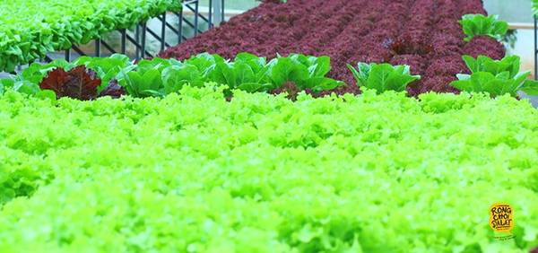 Với công nghệ Nhật Bảnrau sẽ xanh và tươi hơn, đặc biệt khi trồng trong nhà kính sẽ cho sản phẩm đạt chất lượng sạch tuyệt đối. 