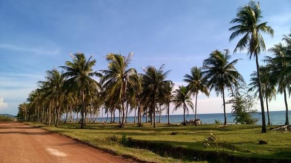 Hàng dừa chạy dài được ngăn cách với một bên là con đường đất đỏ và một bên là bãi biển trong xanh.