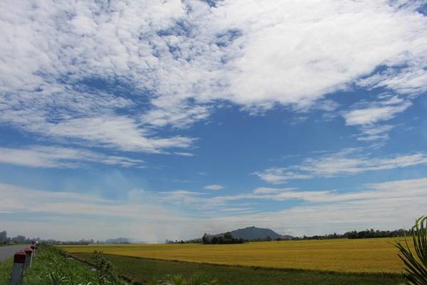 Ruộng lúa đang vào mùa gặt. Xa xa, hương khói đốt đồng phảng phất trong gió đưa tôi đến với núi Sam - Châu Đốc .