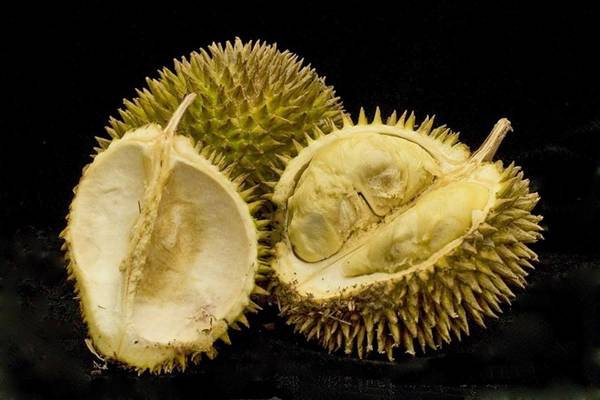 Singapore và xứ sở nhiệt đới: Nhiều người rất thích ăn sầu riêng, nhưng cũng không ít người coi thứ trái cây vỏ đầy gai này là một nỗi ám ảnh bởi hương vị nồng nàn quá mức. Ảnh: Flickr/Hafiz Issadeen.