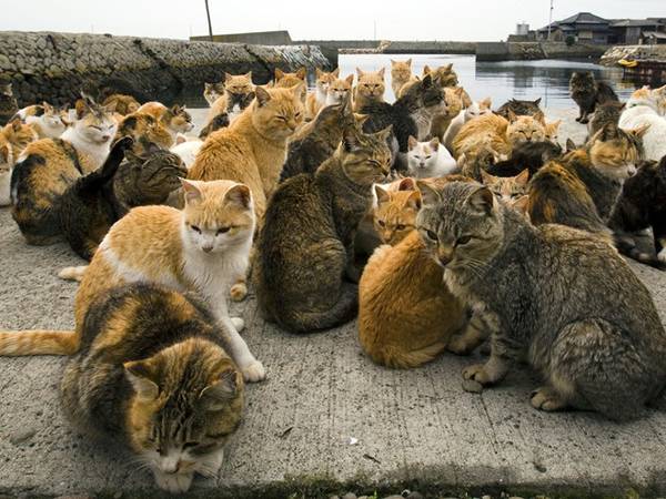 5. Tashirojima: Hòn đảo này là thiên đường dành cho những người yêu thích mèo. Có hơn 100 con mèo ở Tashirojima, nhiều hơn số cư dân trên đảo. Ảnh: Redditpics.