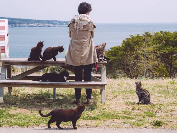 Những chú mèo trên đảo thường rất thân thiện, luôn vây quanh du khách đến đây tham quan. Ảnh: Mic.