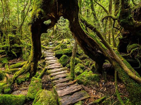 Yakushima là ngọn núi nằm giữa biển, với rừng bao phủ 90% diện tích bề mặt. Khách tham quan có thể dễ dàng nhìn thấy những thân cây cổ thụ Yakusugi, với tuổi thọ lên đến 2.000 năm. Ảnh: GaijinPot.