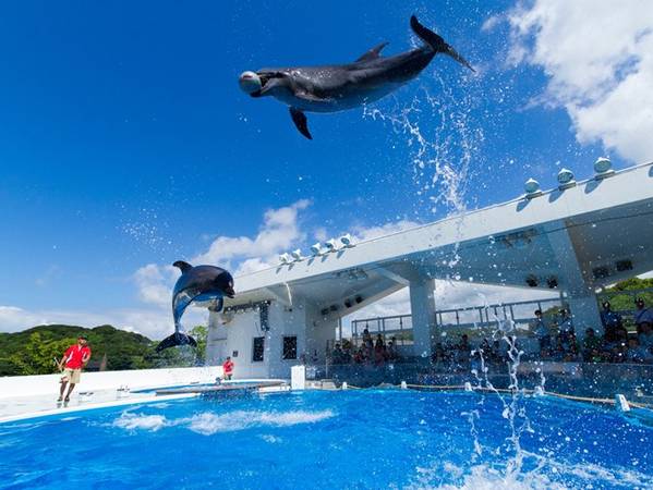 Có rất nhiều resort tại Kujukushima, cung cấp cho khách du lịch các hoạt động thú vị như xem xiếc cá heo, tham quan thủy cung hay theo tour đi khám phá toàn bộ quần đảo. Ảnh: Iepcollege.