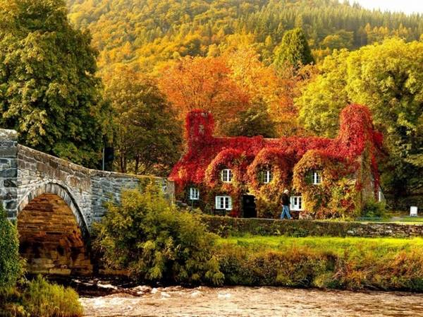 Ngôi nhà xây từ thế kỷ 15 được bao phủ bởi một lớp cây với lá đã chuyển sang màu đỏ và vàng khi mùa thu về ở vùng Llanrwst, bắc xứ Wales.