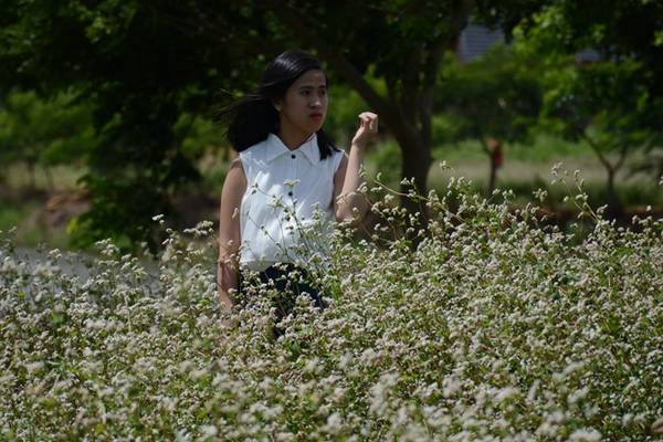 Cánh đồng này mới được trồng thử nghiệm, nhưng đã nở hoa đẹp không khác những cánh đồng hoa ở vùng cao Hà Giang.