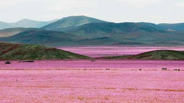 Hiện tượng El Nino đem lại những trận mưa khiến sa mạc Atacama biến thành cánh đồng hoa vào năm 2015 - Ảnh: 20minutes.fr