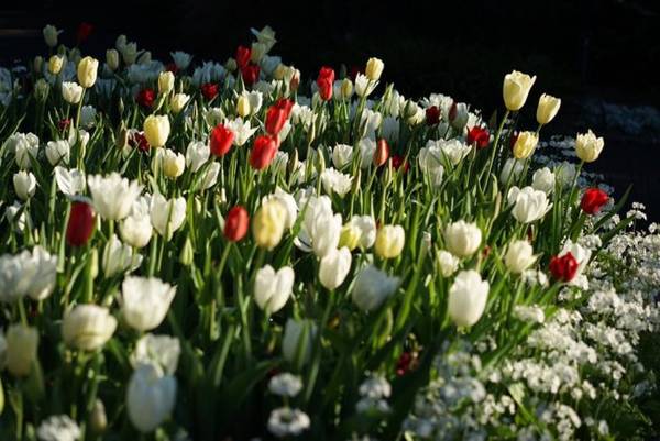Những thảm hoa tulip trong công viên The Royal Botanic Garden, Sydney - Ảnh: N.N.TUẤN