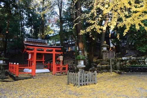 Lá ngân hạnh vàng rực trong trời Thu ở Nara