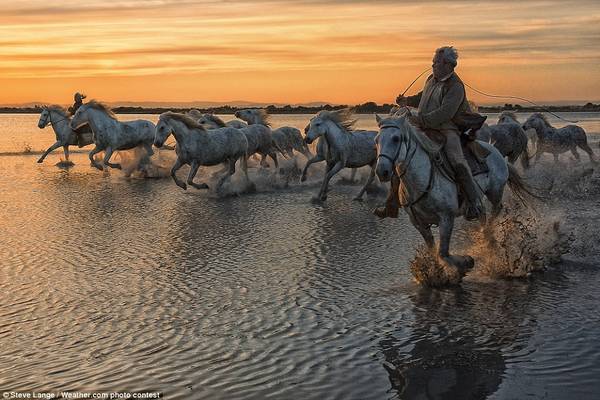 Đàn ngựa trắng Camargue lao qua vùng lầy ở Camargue, miền Nam nước Pháp. Bức ảnh này của Steve Lange đã gây ấn tượng cho nhiều người. 