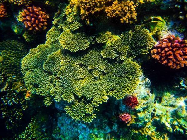 Đến với Hòn Khô, một hoạt động thú vị mà du khách không nên bỏ qua là lặn biển ngắm san hô. Ảnh: Hòn Khô. Mũi Vi Rồng