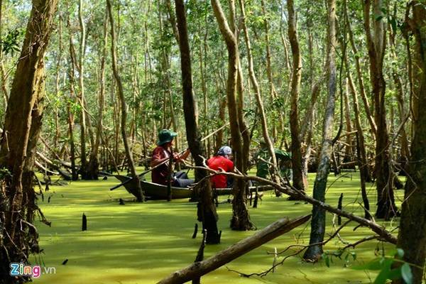 Miền Tây: Những cánh đồng đầy nước, hoa điên điển vàng rực, rừng tràm bạt ngàn... của miền Tây mùa nước nổi hút du khách đến đây vào tháng 9. Ngoài cảnh đẹp, bạn còn có cơ hội thưởng thức những món ngon chế biến từ cá linh và bông điên điển như cá linh kho mía, lẩu cá linh bông điên điển, cá linh chiên bột... Ảnh: Hải An.
