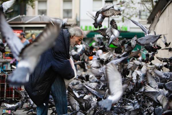 Đàn chim bồ câu hàng trăm con ở góc đường Gaston de Saint Paul và đại lộ New York là một điểm ghé thăm nhỏ những đầy thú vị của những ai yêu thích một Paris bình dị và gần gũi. Đàn chim được một người vô gia cư thường xuyên chăm sóc.