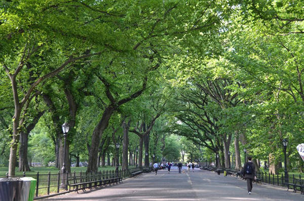 Central Park, New York, Mỹ: Công viên rộng lớn này mỗi ngày đón lượng khách không đếm xuể. Ngày nay, có thêm lý do cho du khách tới đây bởi công viên có phòng gym ảo và vô số Pokemon Pidgey bay khắp nơi.