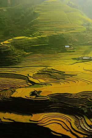 Mùa thu, lúa chín vàng đẹp như mơ trên những cánh đồng ruộng bậc thang nằm dưới chân đỉnh Fansipan hùng vĩ. Ảnh: Trần Việt Anh.