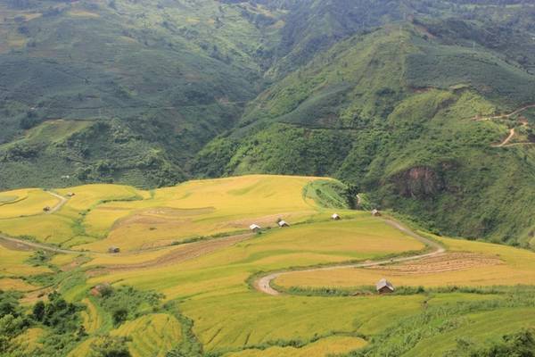 Y Tý, A Lù (Bát Xát- Lào Cai):  Xã Y Tý nằm ở phía tây của huyện Bát Xát, tỉnh Lào Cai, cách thành phố Lào Cai khoảng 100 km, là điểm đến đẹp vào mùa lúa chín. Y Tý thú hút bởi mây, núi, màu sắc của rừng già, các thửa ruộng bậc thang ở dốc A Lù, hay những ngôi nhà trình tường của bà con dân tộc Hà Nhì tại hai bản Lao Chải 1 và Lao Chải 2. Năm nay lúa Y Tý đã ngả vàng, bà con người H’mong sau khi ăn Tết Độc lập 2/9 sẽ bắt đầu gặt. Ảnh: Má Lúm.