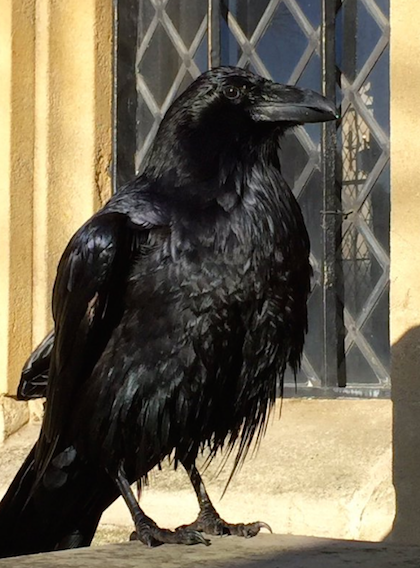 Truyền thuyết về loài quạ đen sống trên tháp London
