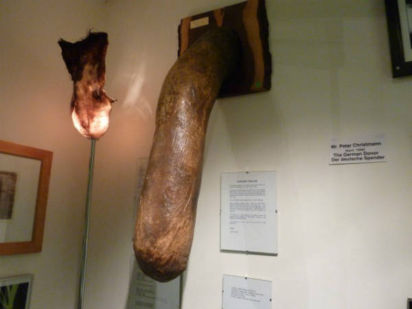 Dương vật có nhiều kích cỡ được trưng bày, trong đó thu hút du khách nhất là các mẫu có kích thước lớn. Lớn nhất phải kể đến dương vật của một con cá voi với chiều dài tới 170 cm và nặng khoảng 70 kg. 