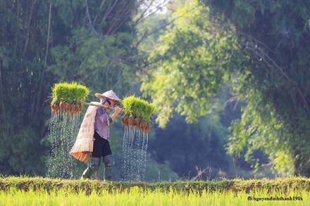 Vai mẹ chai sần vì những gánh mạ, trán lấm tấm mồ hôi, nhăn nheo vì mưu sinh. Vai mẹ chai sần vì những gánh mạ, trán lấm tấm mồ hôi, nhăn nheo vì mưu sinh.
