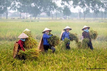 Gặt lúa. Gặt lúa.