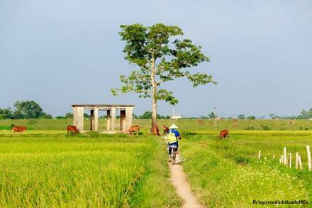 Tranh thủ ra đồng mỗi sáng sớm. Tranh thủ ra đồng mỗi sáng sớm.