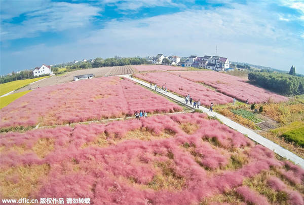 Muhlenbergia capillaris là tên của loại cỏ có màu hồng độc đáo này, được trồng ở vùng ngoại ô thành phố Thượng Hải (Trung Quốc). Loại cỏ này khá phổ biến ở Bắc Mỹ và mới được trồng thử nghiệm ở Trung Quốc cách đây ít lâu.