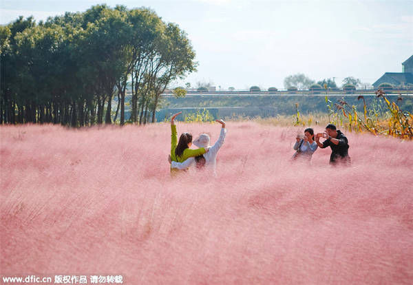 Xuất hiện từ vài năm trước nên năm nay, khách du lịch đã quen với lịch trổ bông của những bông cỏ hồng bồng bềnh, đi giữa cánh đồng tựa như đang bay giữa những đám mây khổng lồ.
