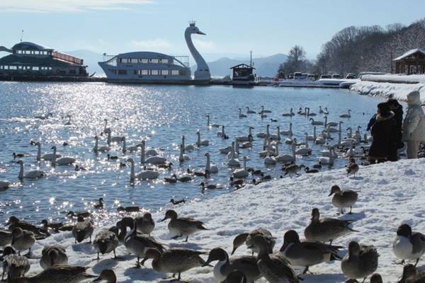 Từng đàn thiên nga trắng muốt từ vùng Siberia nước Nga di cư đến miền đất này vào mùa đông để tránh cái lạnh. Chúng chọn Fukushima và chọn hồ Inawashiro.